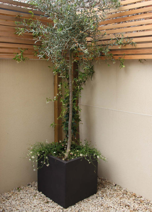 Cube 500 planted with an Olive tree