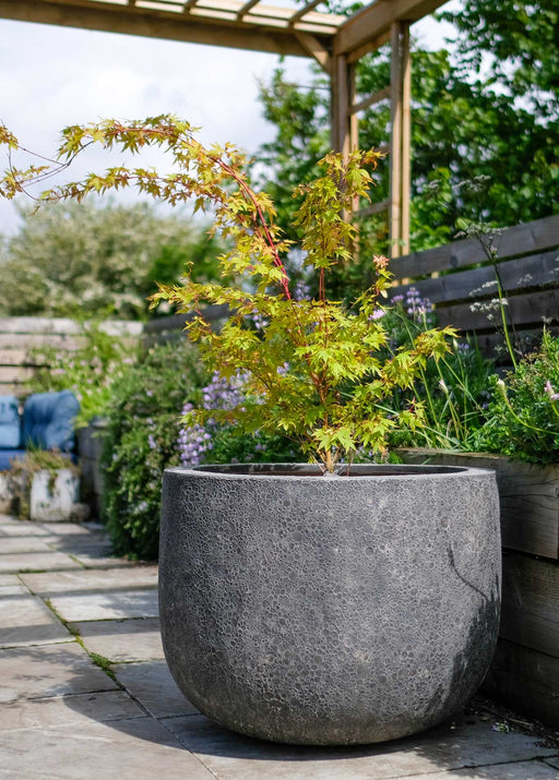 This is a very large pot, suitable for shrubs or small trees
